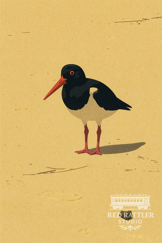 Oystercatcher Solo Framed Print - A2 Frame with A3 Print Art Print