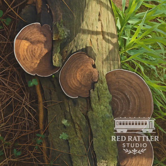 Trametes Versicolor (Blank card) Card